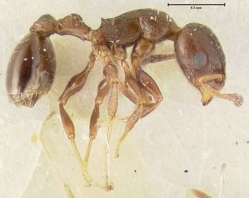 Media type: image;   Entomology 22784 Aspect: habitus lateral view